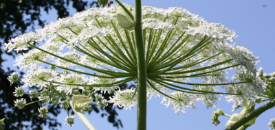 Heracleum mantegazzianum, giant hogweed, inflorescence
