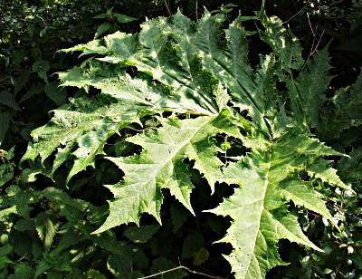 Heracleum mantegazzianumm, giant hogweed, leaf