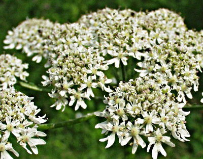 Heracleum sphondylium, eltrot, flowers