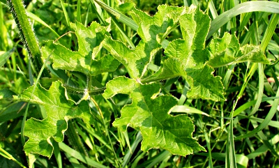 Heracleum sphondylium, eltrot, leaf