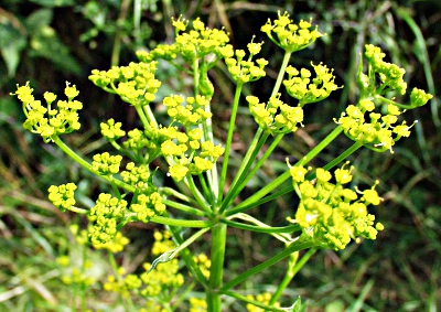 Parsnip (Pastinaca sativa), umbel