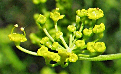 Parsnip (Pastinaca sativa), flowers