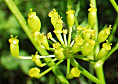 Parsnip (Pastinaca sativa), fruits