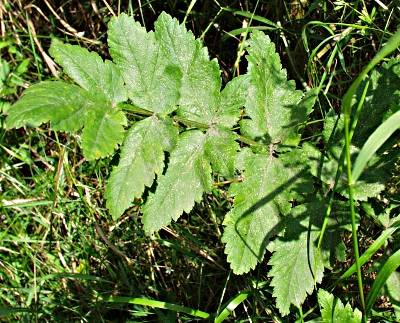Parsnip (Pastinaca sativa), leaf