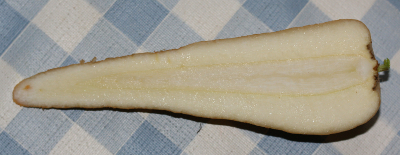 Pastinaca sativa, parsnip, root in longitudinal section