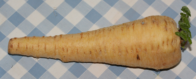 Pastinaca sativa, parsnip, root