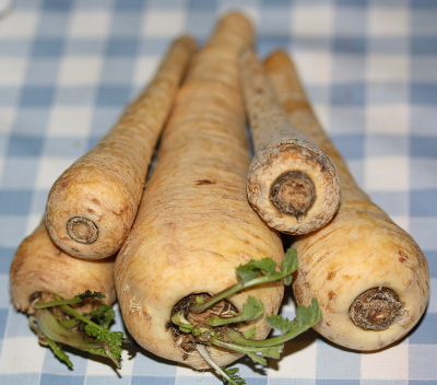 Pastinaca sativa, parsnip, roots