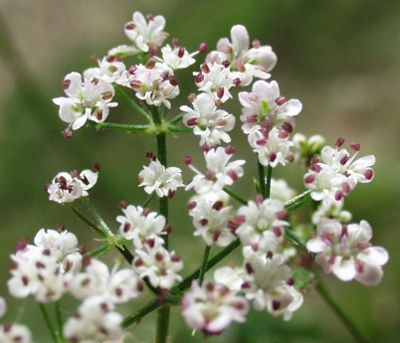 Japanese hedge parsley (Torilis japonica), flowers