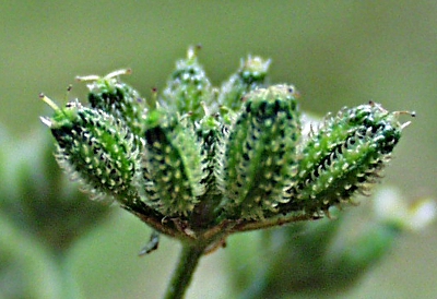 Japanese hedge parsley (Torilis japonica), fruits