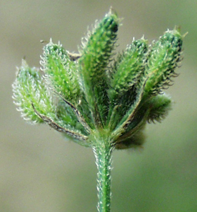 Japanese hedge parsley (Torilis japonica), fruits