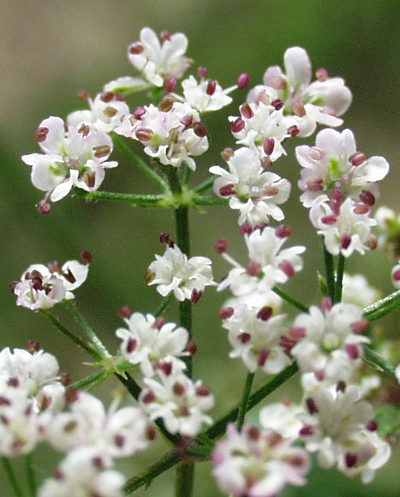 Japanese hedge parsley (Torilis japonica), flowers