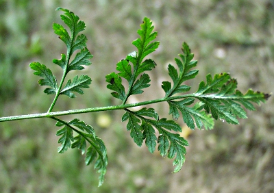 Japanese hedge parsley (Torilis japonica), leaf