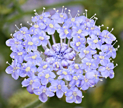 Trachymene coerulea, blue lace flower