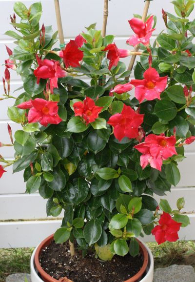 Mandevilla sanderi