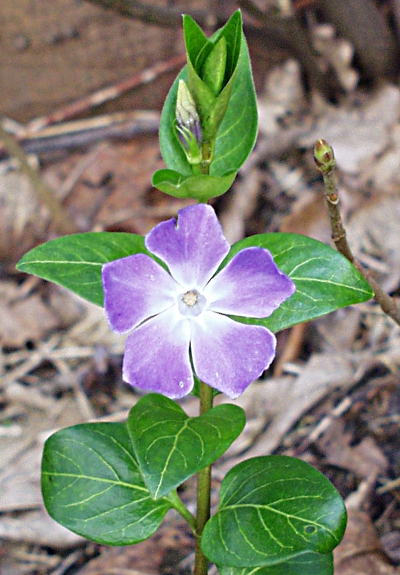 Vinca major, Large periwinkle