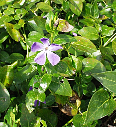 Vinca major, large periwinkle