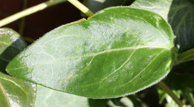 Vinca major, large periwinkle, leaf