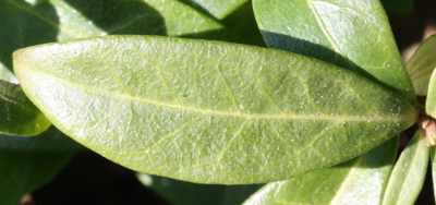 Vinca minor, Kleines Immergr�n, Blatt