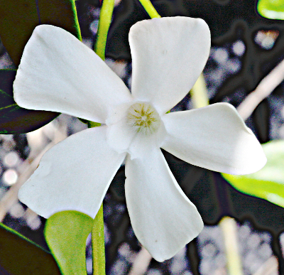 Vinca minor, Kleines Immergr�n, wei�e Bl�te