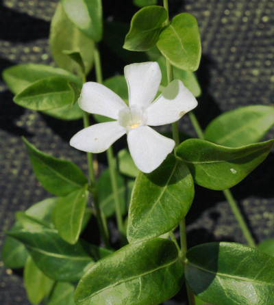 Vinca minor, lesser periwinkle, white