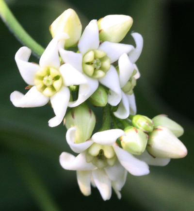 Vincetoxicum hirundinaria, white swallow-wort