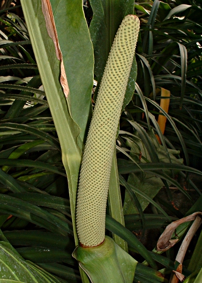 Anthurium cubaensis, Spadix
