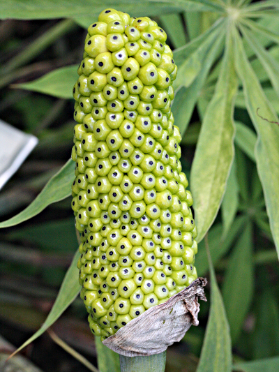 Arisaema ciliatum, infructescence