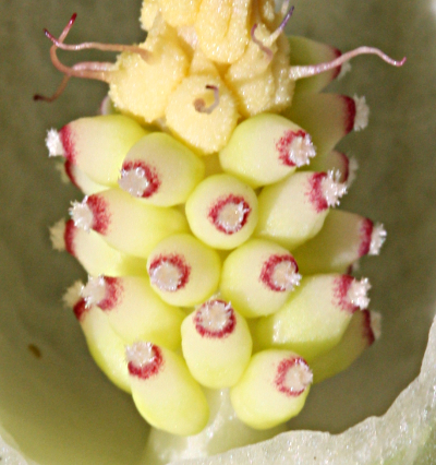 Snakeshead (Arum maculatum), female flowers