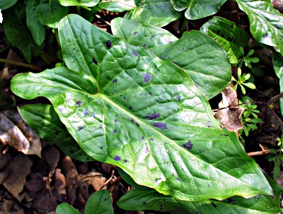 cuckoo-pint (Arum maculatum), mottled leaf