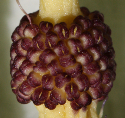Snakeshead (Arum maculatum), male flowers