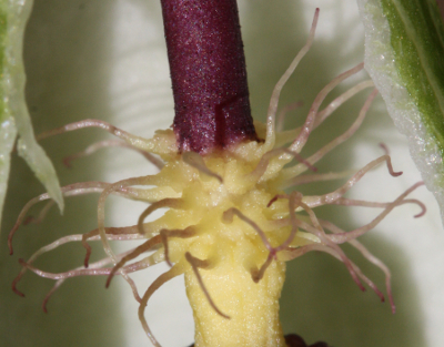 Snakeshead (Arum maculatum), ring of hairs