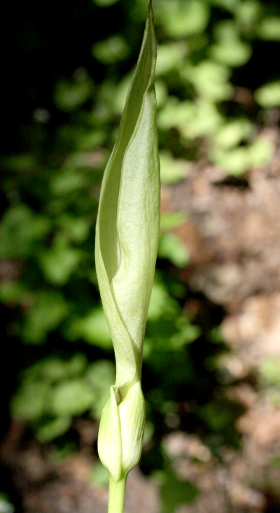 snakeshead (Arum maculatum), spathe