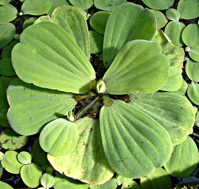 Pistia stratiotes, water lettuce