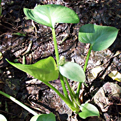Calla palustris, water arum