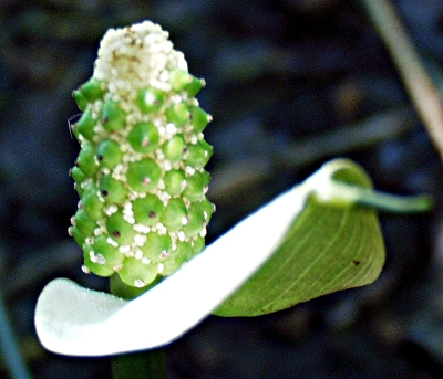 Calla palustris, water arum, inflorescence