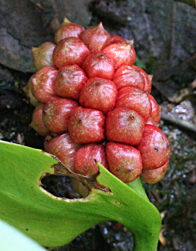 Calla palustris, water arum, infructescence