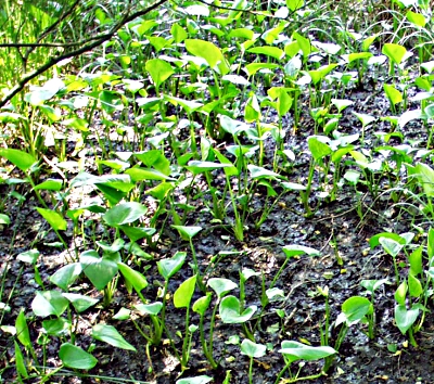 Calla palustris, water arum, large population