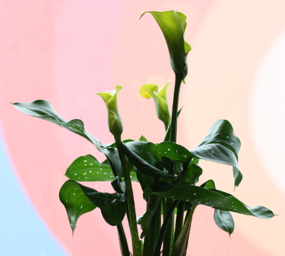 Zantedeschia, calla, arum