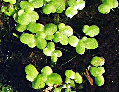 Lemna minor, common duckweed