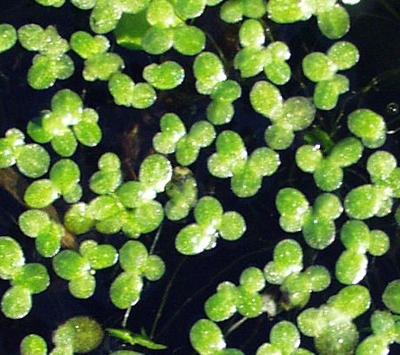 Lemna minuta, least duckweed