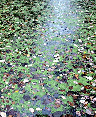 Lemna minor, Lemna minuta, duckweed