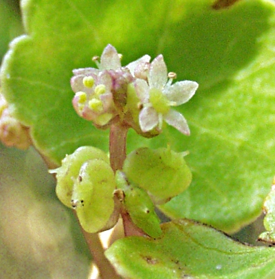 Hydrocotyle vulgaris, marsh pennywort, flowers