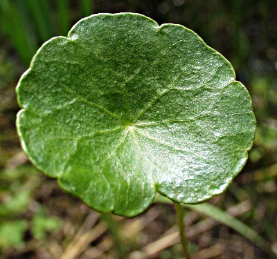 Hydrocotyle vulgaris, marsh pennywort, Blatt