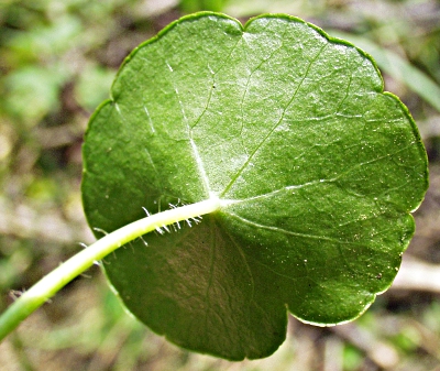 Hydrocotyle vulgaris, marsh pennywort, bottom of the leaf