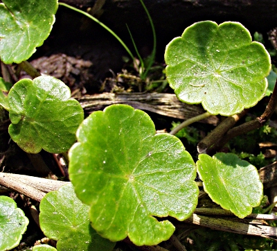 Hydrocotyle vulgaris, marsh pennywort, leaves