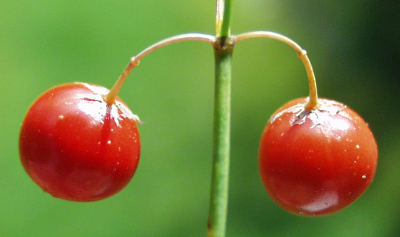 Asparagus officinalis (garden asparagus), berries