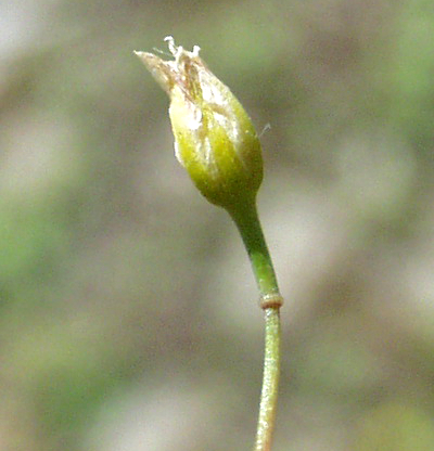 Asparagus officinalis (garden asparagus), flower