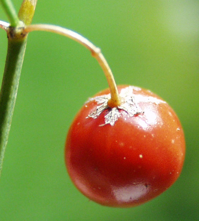 Asparagus officinalis (garden asparagus), fruit