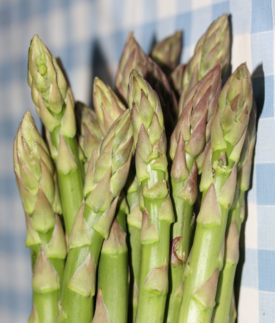 Asparagus officinalis, garden asparagus, tips