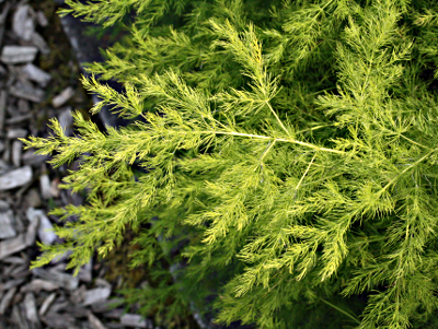 Asparagus verticillatus (climbing asparagus)